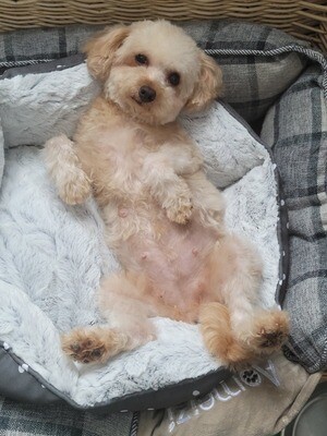 ❤️FOUGUE❤️, MALTIPOO, F1, femelle, 5 lbs ❤️FOUGUE❤️, MALTIPOO, F1, femelle, 5 lbs