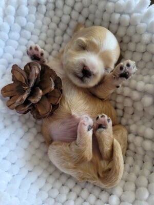 ❤️OMI❤️, Maltipoo F2, male, +- 8 lbs adulte ❤️OMI❤️, Maltipoo F2, male, +- 8 lbs adulte