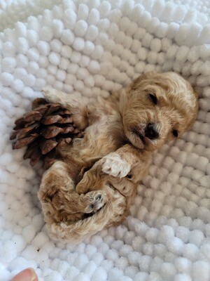 ❤️THOR❤️, Maltipoo F2, male, +- 4 lbs adulte ❤️THOR❤️, Maltipoo F2, male, +- 4 lbs adulte