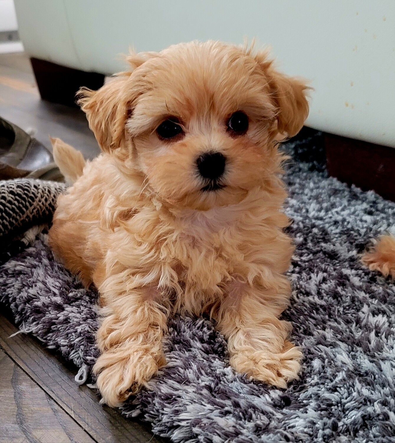 ❤️BROUTILLE❤️, MALTIPOO, MALE, 4-6 lbs adulte 
