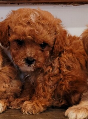 ❤️ENIGME❤️, MALTIPOO, F1b, MALE, +- 8 lbs adulte ❤️ENIGME❤️, MALTIPOO, F1b, MALE, +- 8 lbs adulte