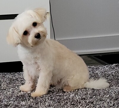 ❤️BILL❤️, Maltipoo F2, male, +- 9 lbs adulte ❤️BILL❤️, Maltipoo F2, male, +- 9 lbs adulte