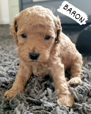 ❤️BARON❤️, CANICHE, MALE, 7 à 10lbs adulte ❤️BARON❤️, CANICHE, MALE, 7 à 10lbs adulte