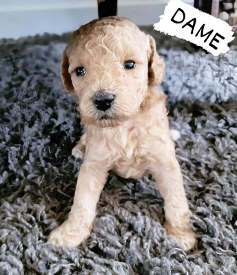 ❤️DAME❤️, CANICHE, FEMELLE, 7 à 10lbs adulte ❤️DAME❤️, CANICHE, FEMELLE, 7 à 10lbs adulte