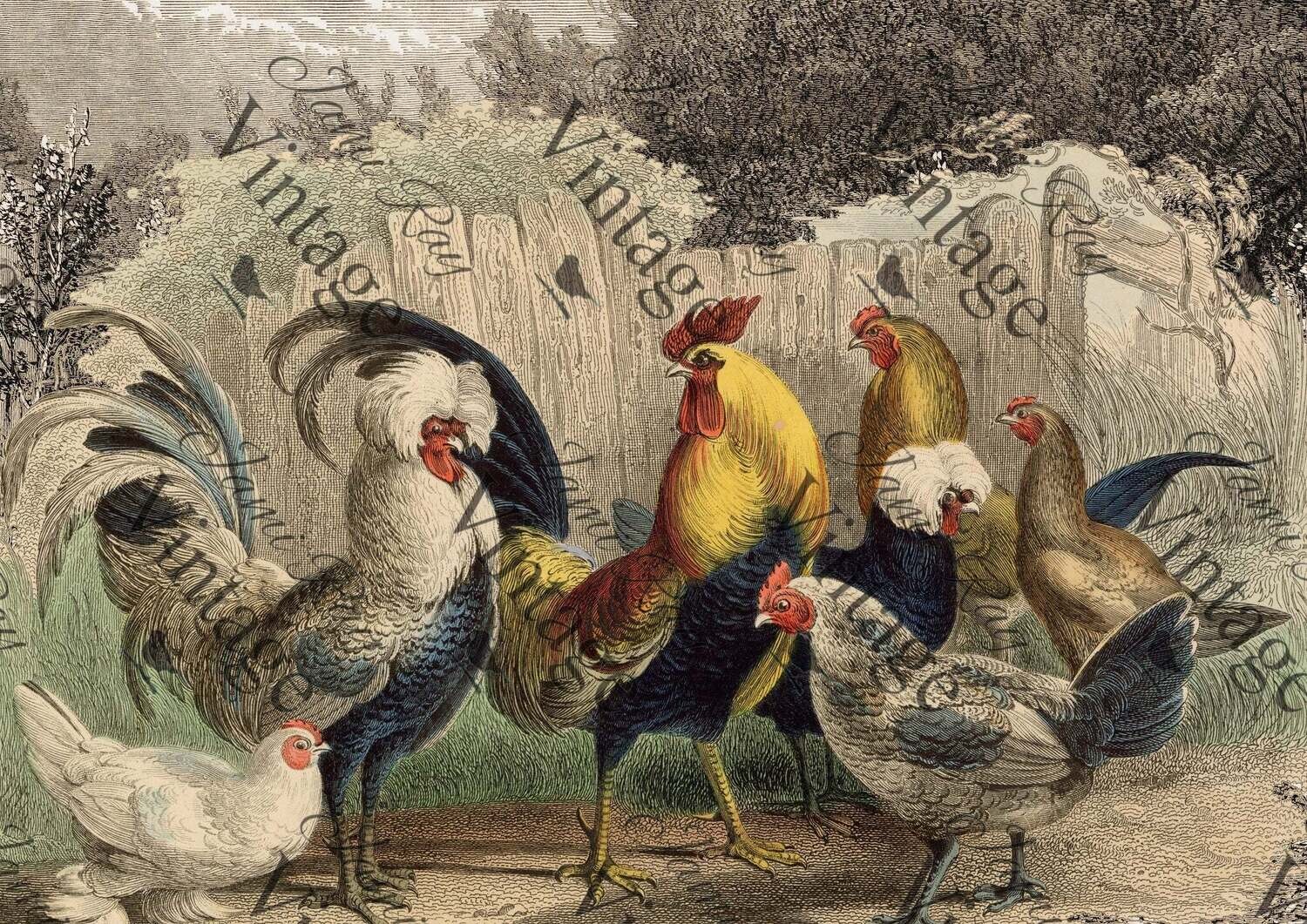Poulette, Poulet? A4 Rice Paper by JRV