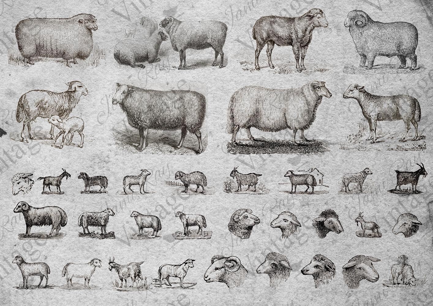 Sheep A4 Rice Paper by JRV
