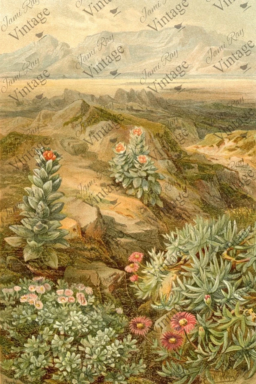 Desert Succulent Decoupage Paper by JRV