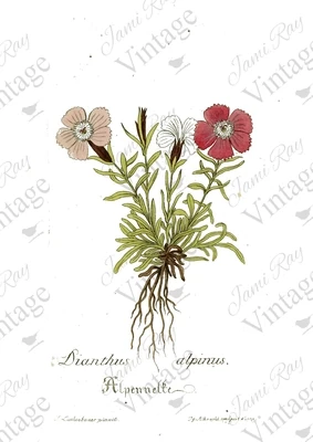 Dianthus Flower A4 Rice Paper by JRV