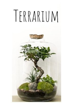 Terrarium