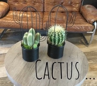 Cactus