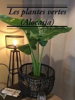 Les plantes vertes