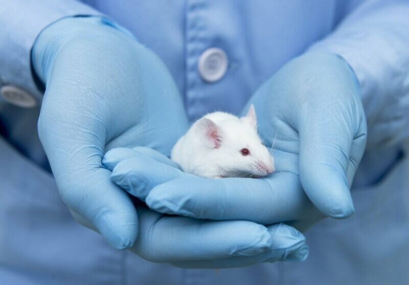 Curso Puente de la Función D a la E: Bienestar y Cuidado de los Animales