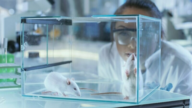 Curso puente de la Función E a la F: Veterinario Designado