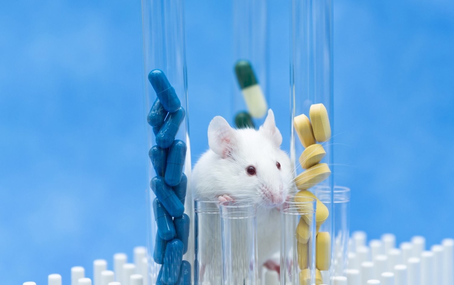 Curso Función C: realización de procedimientos con animales de experimentación