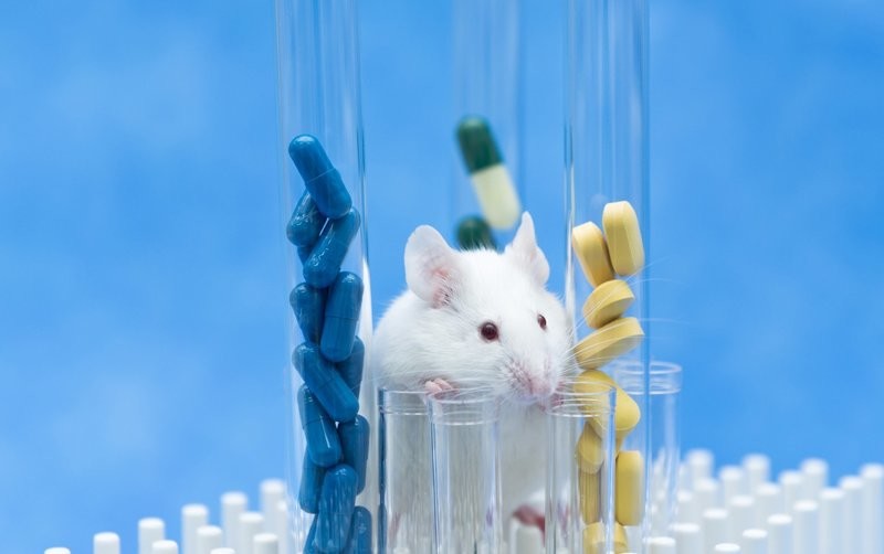 Curso Función C: realización de procedimientos con animales de experimentación