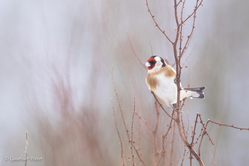 Votre soutien de 100€