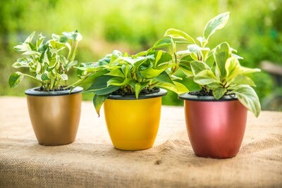 INDOOR PLANTS