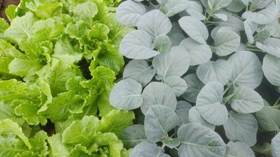 CHEMICAL FREE VEGETABLES (Locally grown)