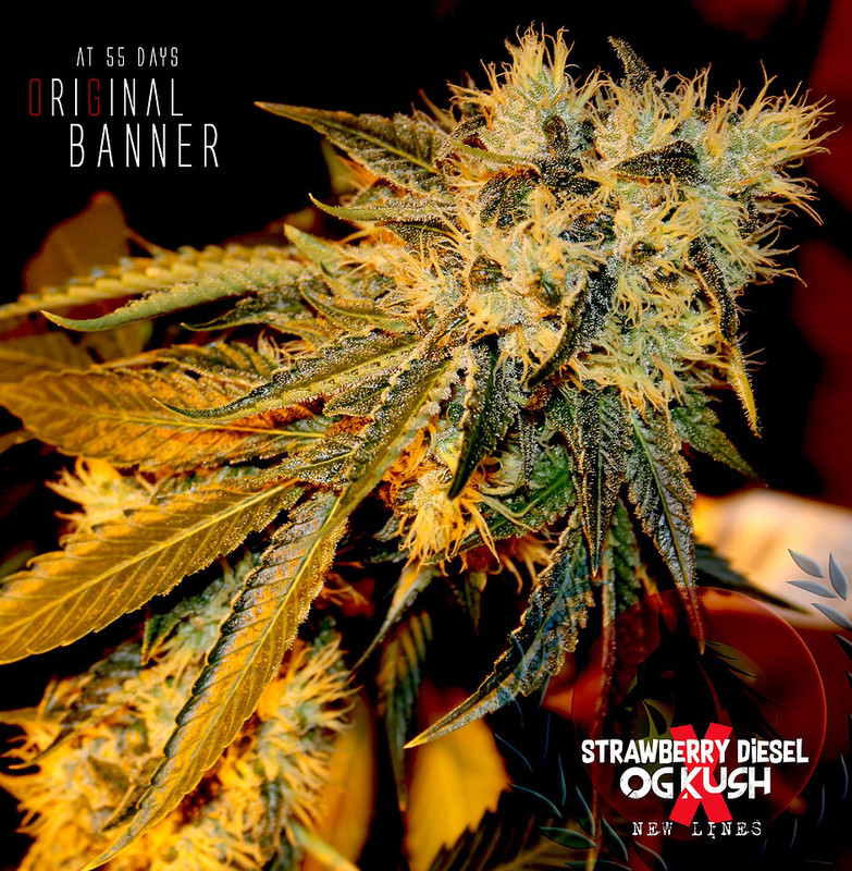 Original Bruce Banner 