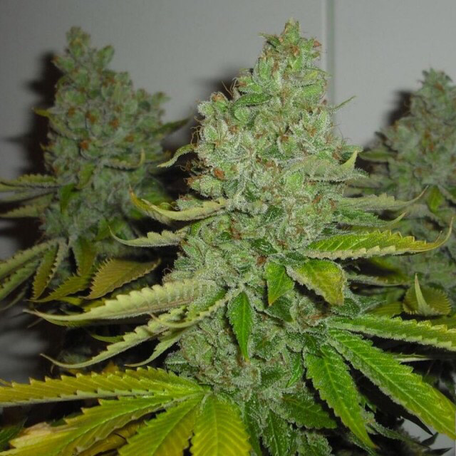 SFV OG KUSH