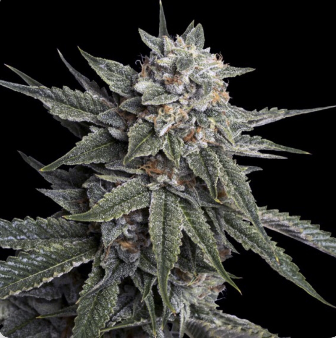 Holy Grail Kush