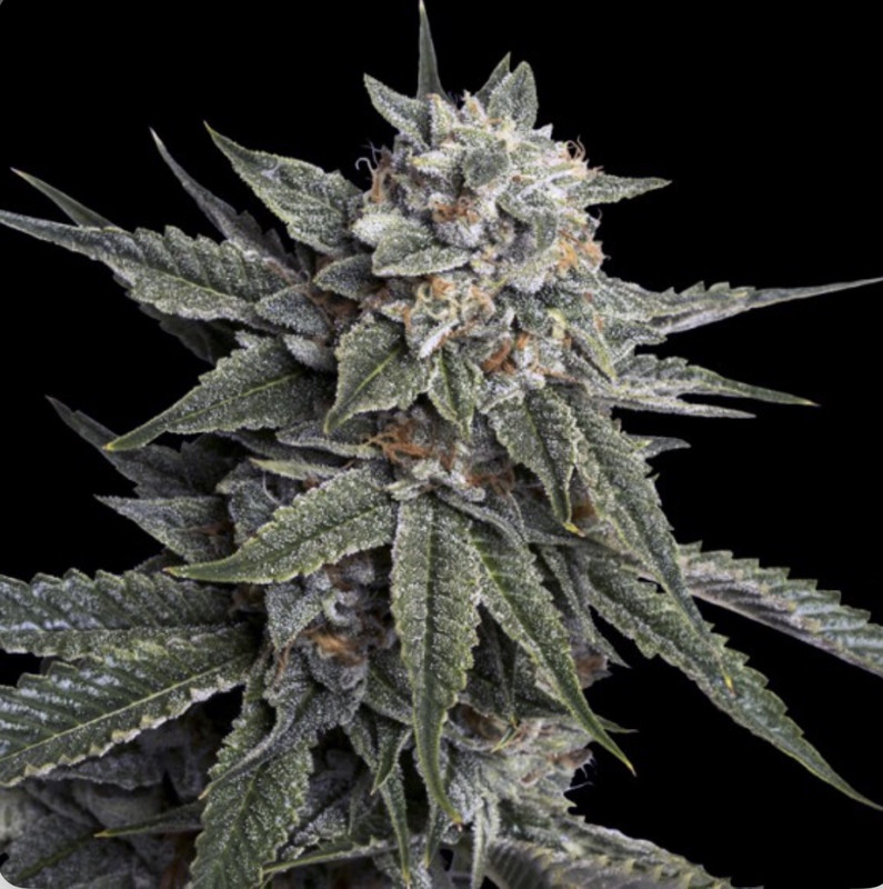 Holy Grail Kush