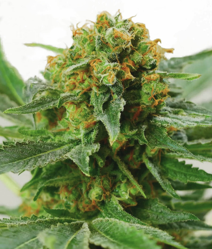 Jack Herer® Seeds