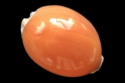 Calistocypraea aurantium