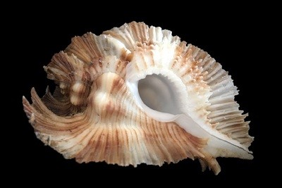 Chicoreus miyokoae
