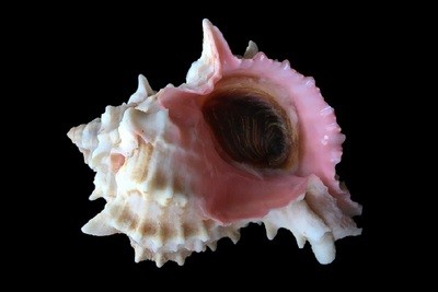 Hexaplex erythrostomus