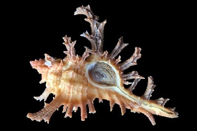 Muricidae