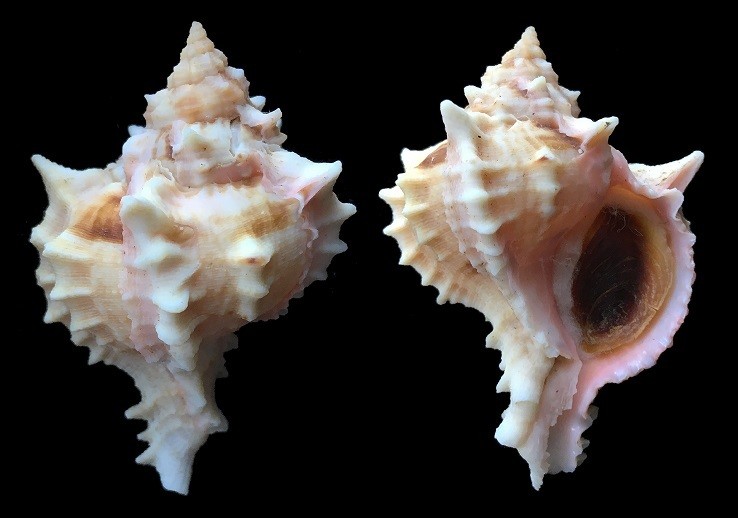 Hexaplex erythrostomus