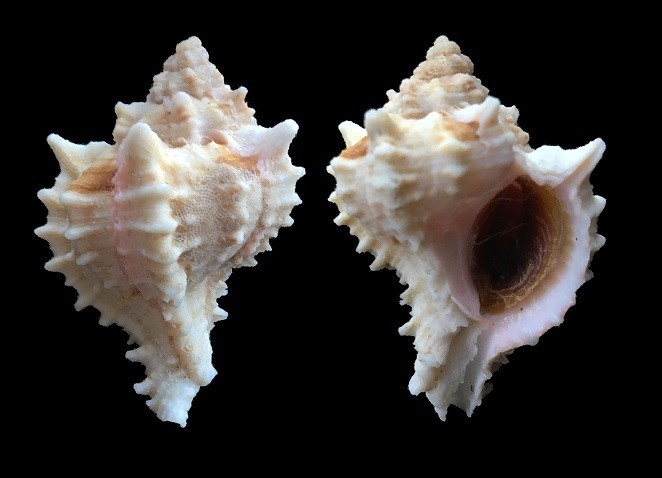 Hexaplex erythrostomus