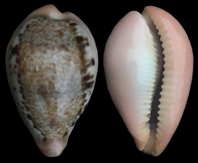 Paradusta hungerfordi