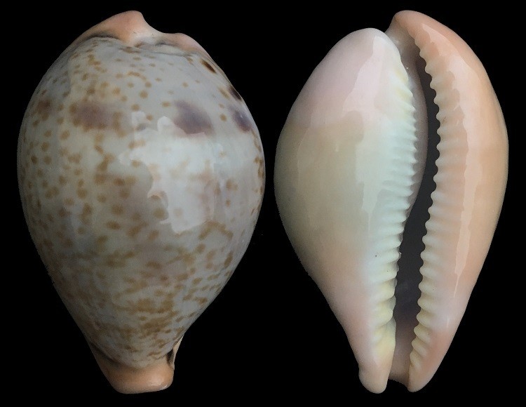 Paradusta hungerfordi