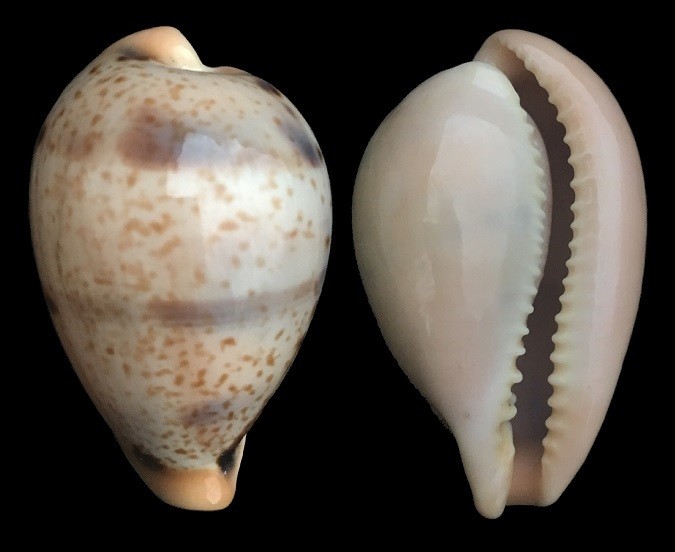 Paradusta hungerfordi