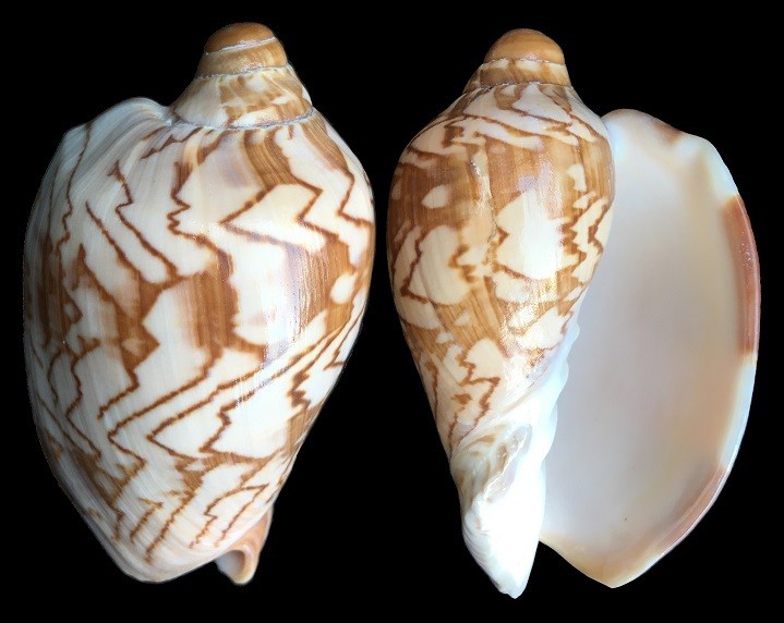 Cymbiola nobilis - DWARF