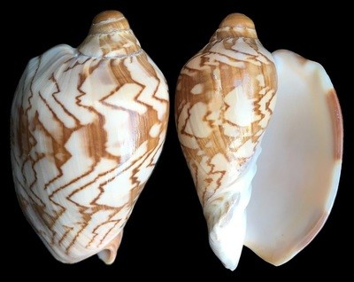 Cymbiola nobilis - DWARF