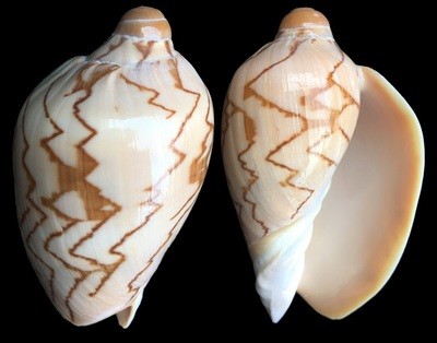 Cymbiola nobilis - DWARF