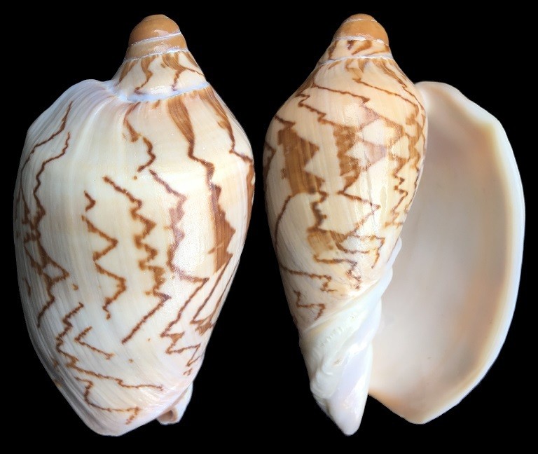 Cymbiola nobilis - DWARF