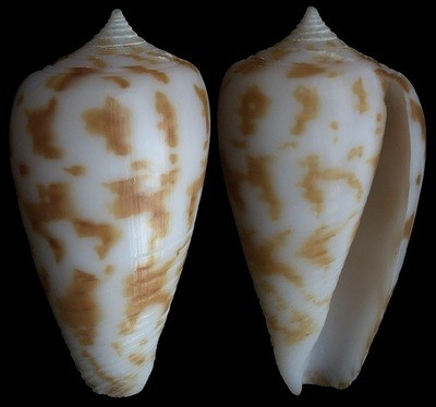 Phasmoconus balabacensis