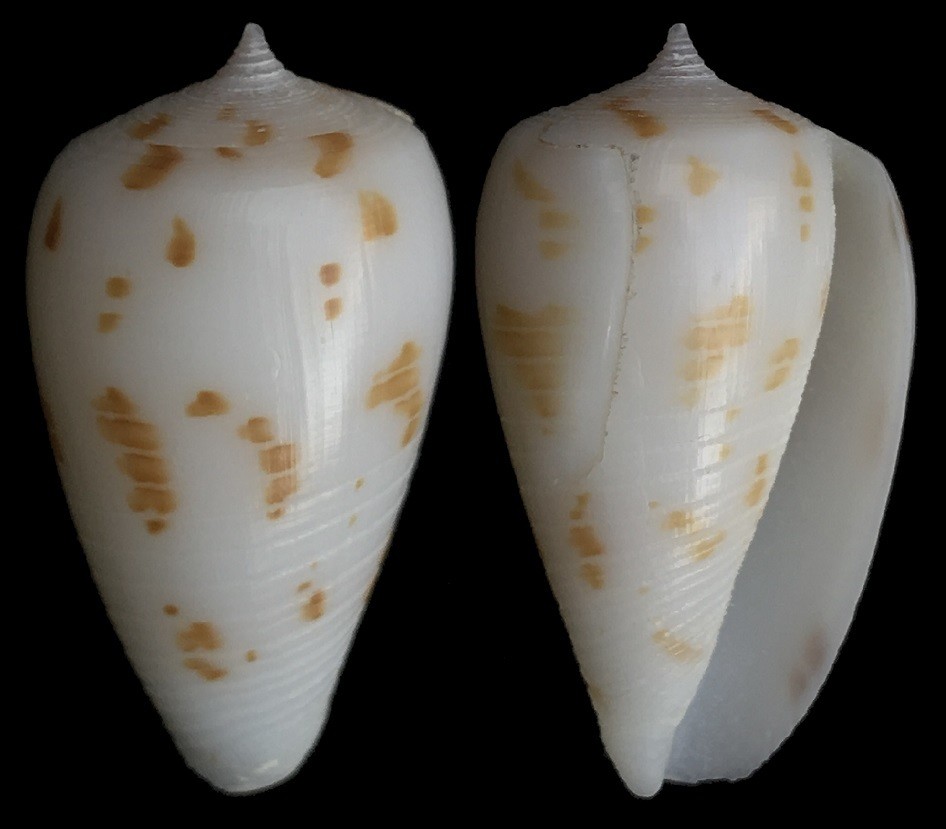 Phasmoconus balabacensis