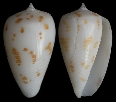 Phasmoconus balabacensis