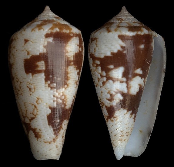 Pionoconus fischoederi