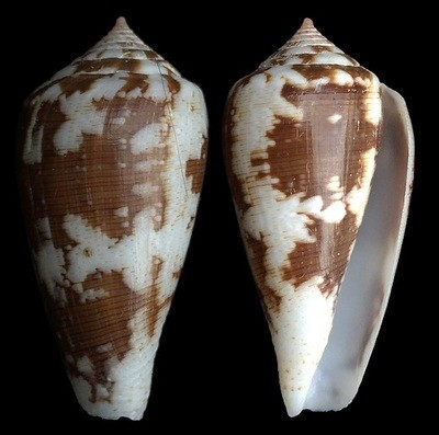 Pionoconus fischoederi