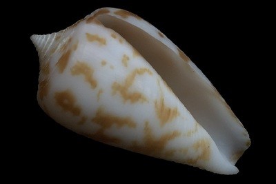 Phasmoconus balabacensis