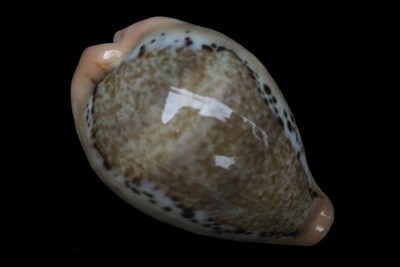 Paradusta hungerfordi