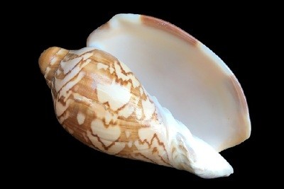 Cymbiola nobilis
