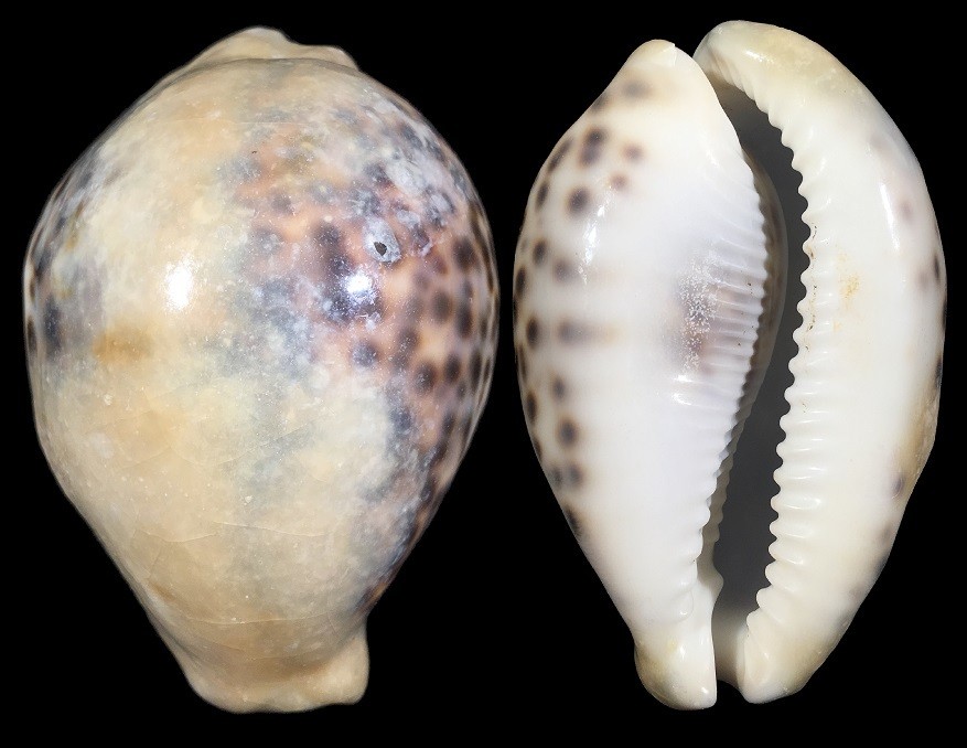 Cypraea tigris - Polluted