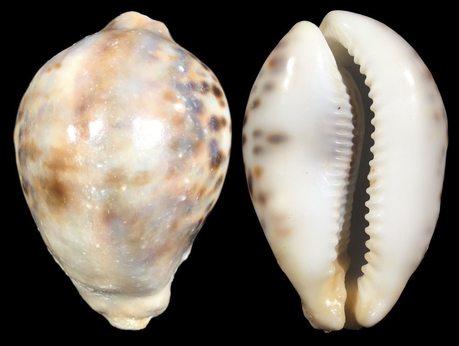 Cypraea tigris - Polluted